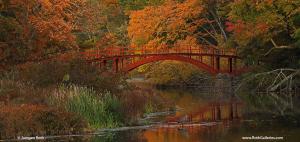 Massachusetts Fall Foliage and Great Blue Heron at South Natick Sargent Footbridge