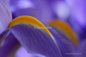 Behind the image talk of an abstract flower photography image