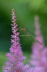 Behind the Macro Photography Image of a Slender Spreadwing Damselfly
