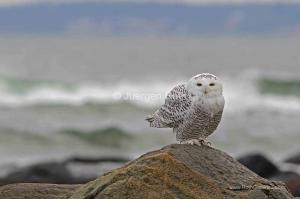 Behind the Bird Photography Image of Snowy Owl on Plum Island 