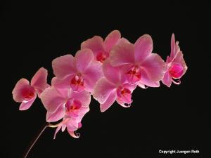 Lighting and Making of Spring Orchids 