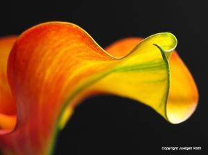 2nd Place For Calla Lily By Juergen Roth In Betterphoto.com Photo Contest