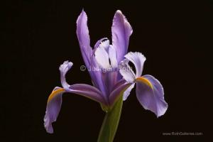 Lavender Iris Flower Fine Art Photography
